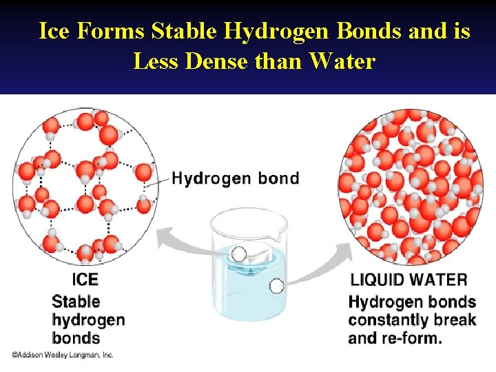 Ice Forms Stable Hydrogen Bonds and is Less Dense than Water 