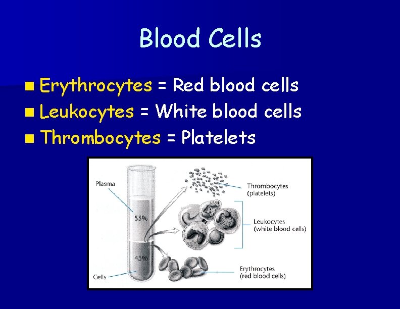 Blood Cells n Erythrocytes = Red blood cells n Leukocytes = White blood cells