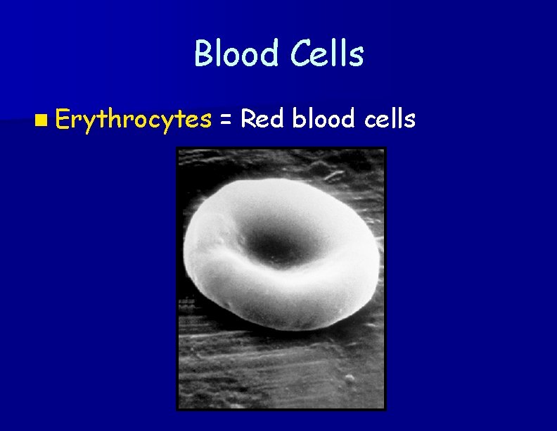 Blood Cells n Erythrocytes = Red blood cells 