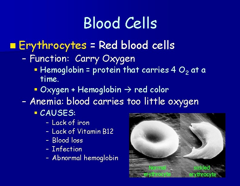Blood Cells n Erythrocytes = Red blood cells – Function: Carry Oxygen § Hemoglobin