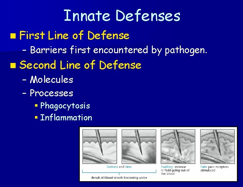 Innate Defenses n First Line of Defense – Barriers first encountered by pathogen. n