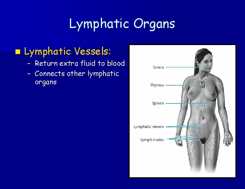 Lymphatic Organs n Lymphatic Vessels: – Return extra fluid to blood – Connects other
