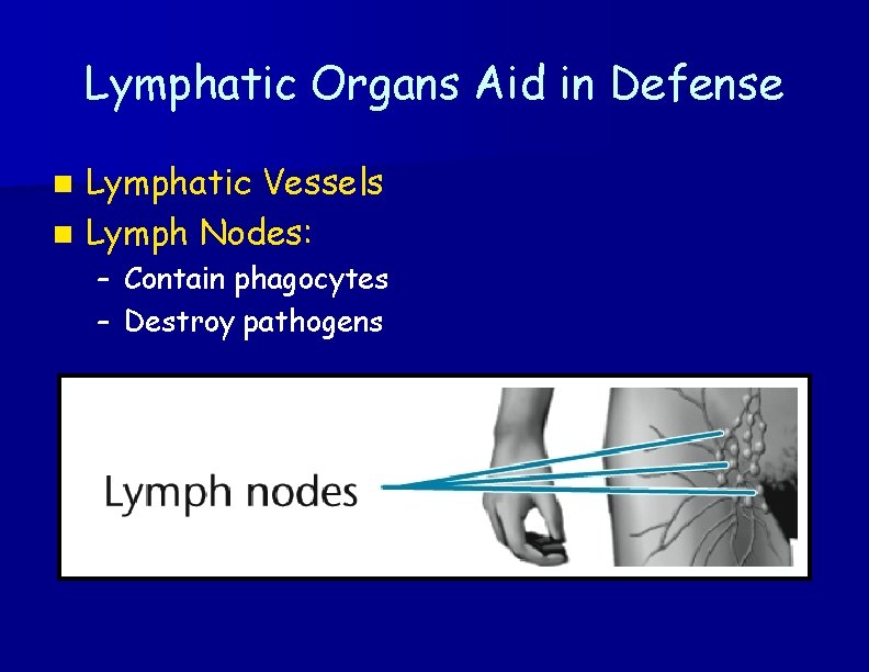 Lymphatic Organs Aid in Defense Lymphatic Vessels n Lymph Nodes: n – Contain phagocytes