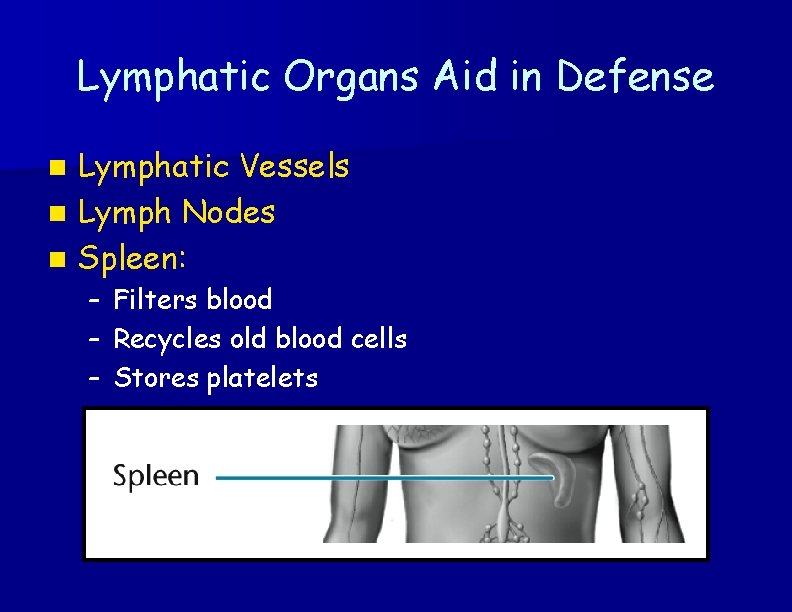 Lymphatic Organs Aid in Defense Lymphatic Vessels n Lymph Nodes n Spleen: n –