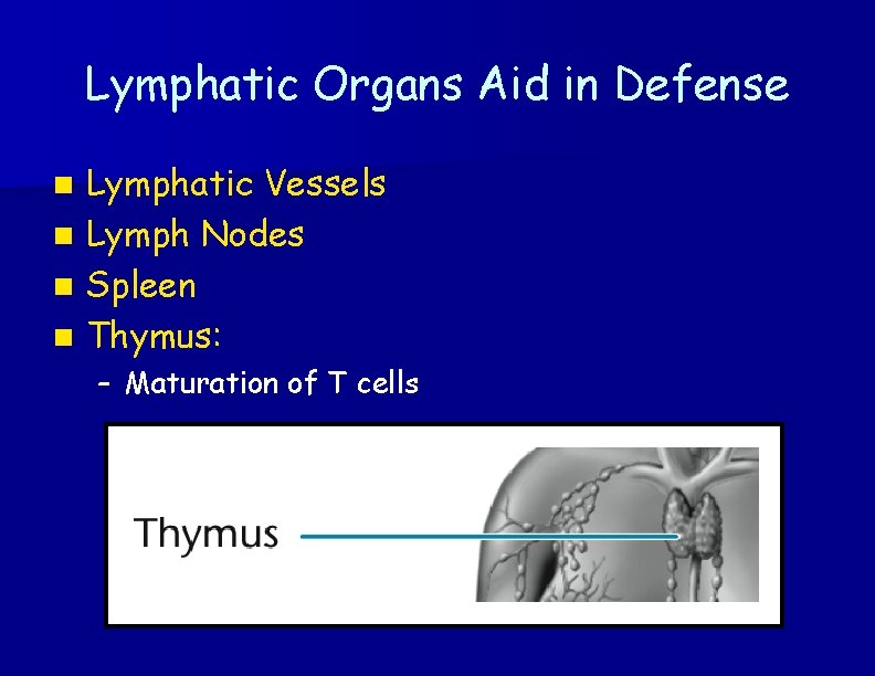 Lymphatic Organs Aid in Defense n n Lymphatic Vessels Lymph Nodes Spleen Thymus: –