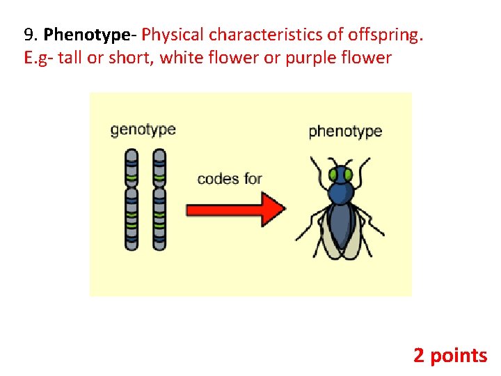 9. Phenotype- Physical characteristics of offspring. E. g- tall or short, white flower or