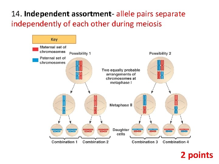 14. Independent assortment- allele pairs separate independently of each other during meiosis 2 points
