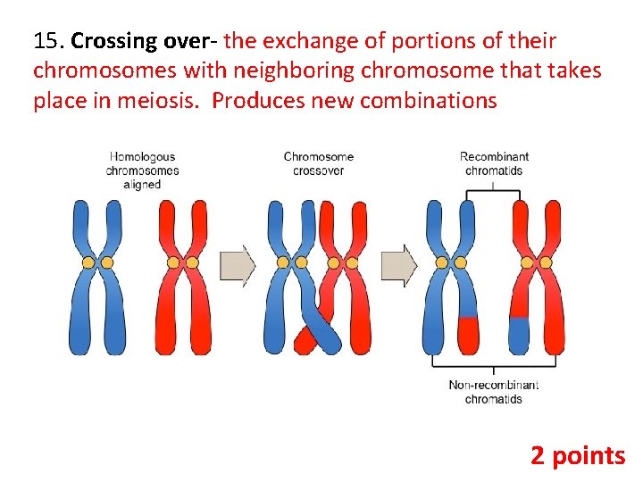 15. Crossing over- the exchange of portions of their chromosomes with neighboring chromosome that