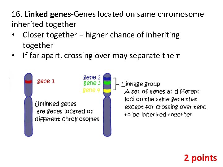 16. Linked genes-Genes located on same chromosome inherited together • Closer together = higher