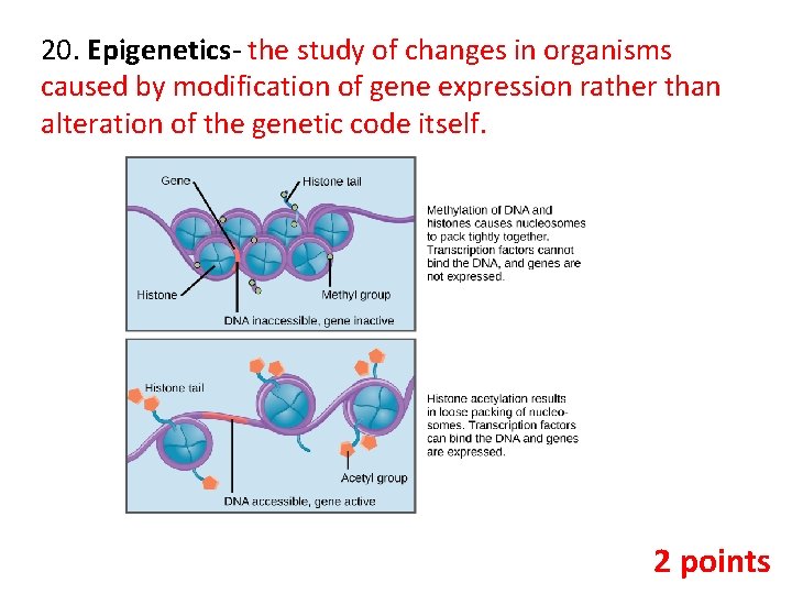 20. Epigenetics- the study of changes in organisms caused by modification of gene expression