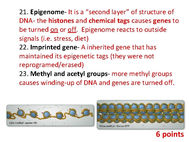 21. Epigenome- It is a “second layer” of structure of DNA- the histones and