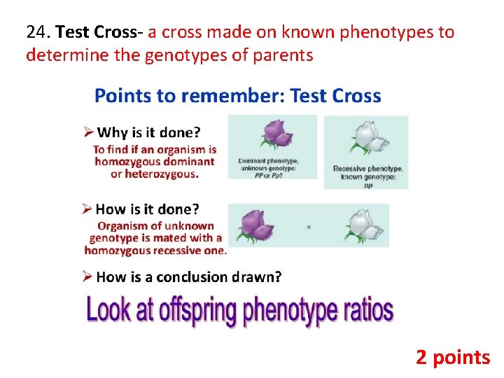 24. Test Cross- a cross made on known phenotypes to determine the genotypes of