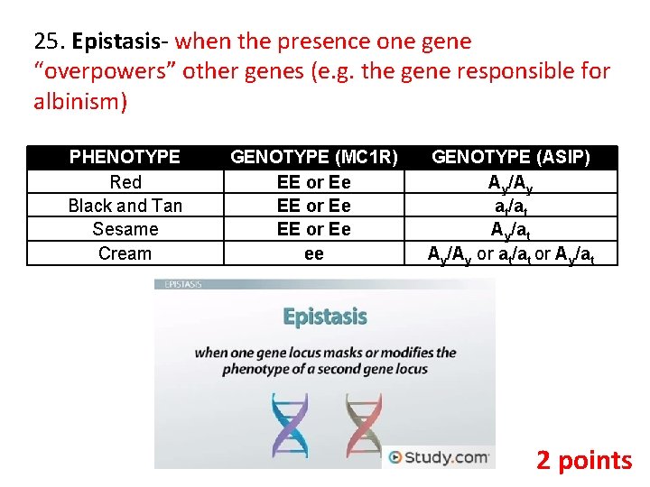 25. Epistasis- when the presence one gene “overpowers” other genes (e. g. the gene