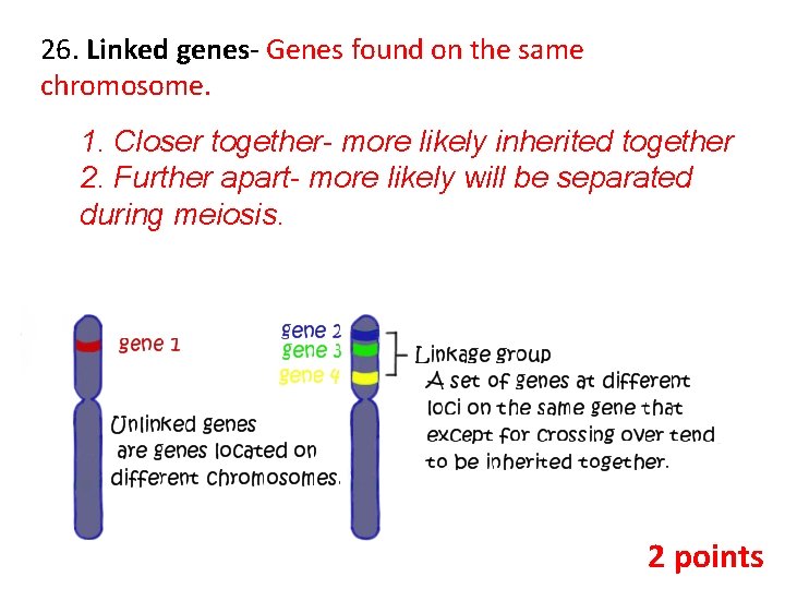 26. Linked genes- Genes found on the same chromosome. 1. Closer together- more likely