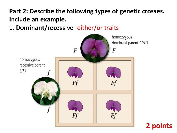 Part 2: Describe the following types of genetic crosses. Include an example. 1. Dominant/recessive-