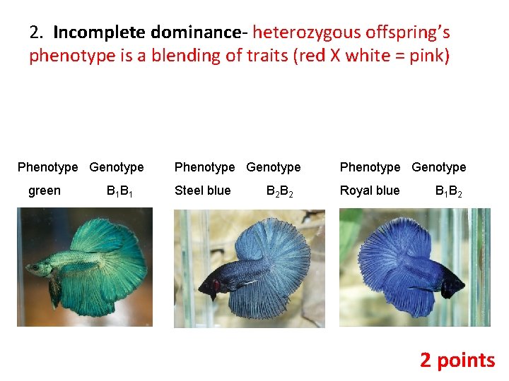 2. Incomplete dominance- heterozygous offspring’s phenotype is a blending of traits (red X white