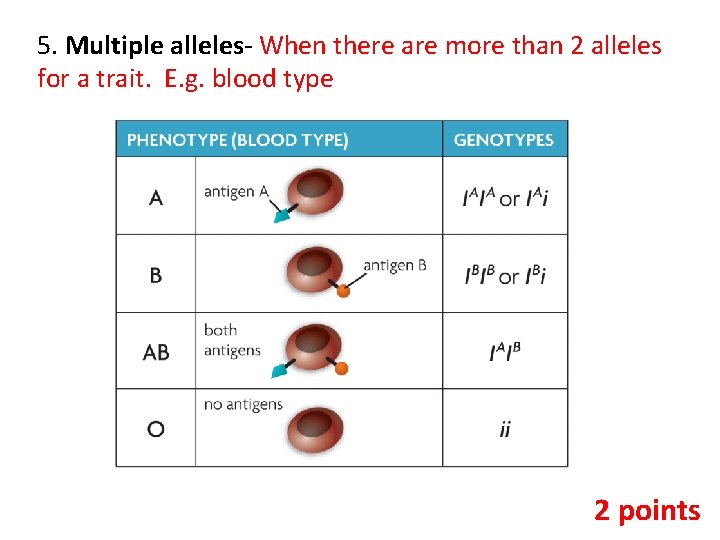 5. Multiple alleles- When there are more than 2 alleles for a trait. E.