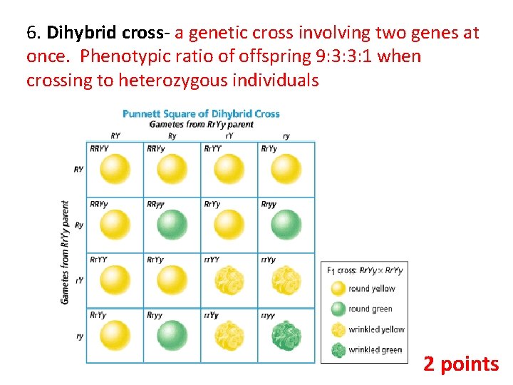 6. Dihybrid cross- a genetic cross involving two genes at once. Phenotypic ratio of