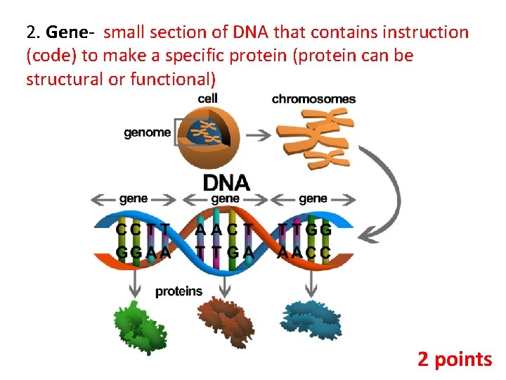 2. Gene- small section of DNA that contains instruction (code) to make a specific