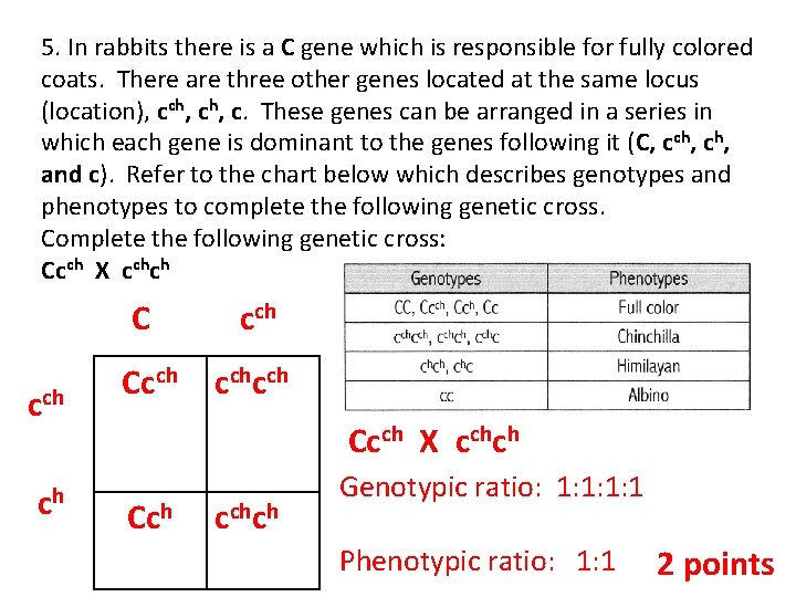 5. In rabbits there is a C gene which is responsible for fully colored