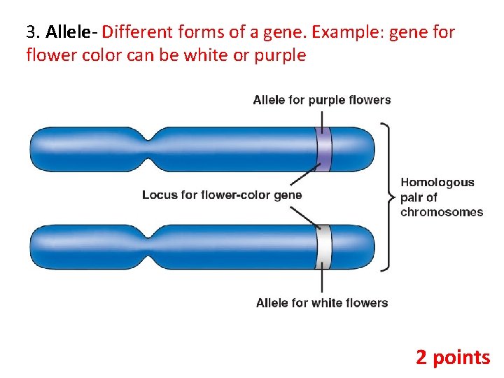 3. Allele- Different forms of a gene. Example: gene for flower color can be