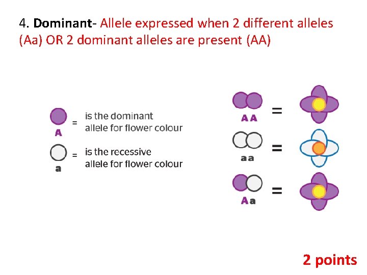 4. Dominant- Allele expressed when 2 different alleles (Aa) OR 2 dominant alleles are