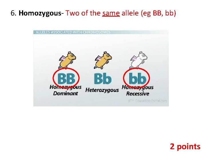 6. Homozygous- Two of the same allele (eg BB, bb) 2 points 