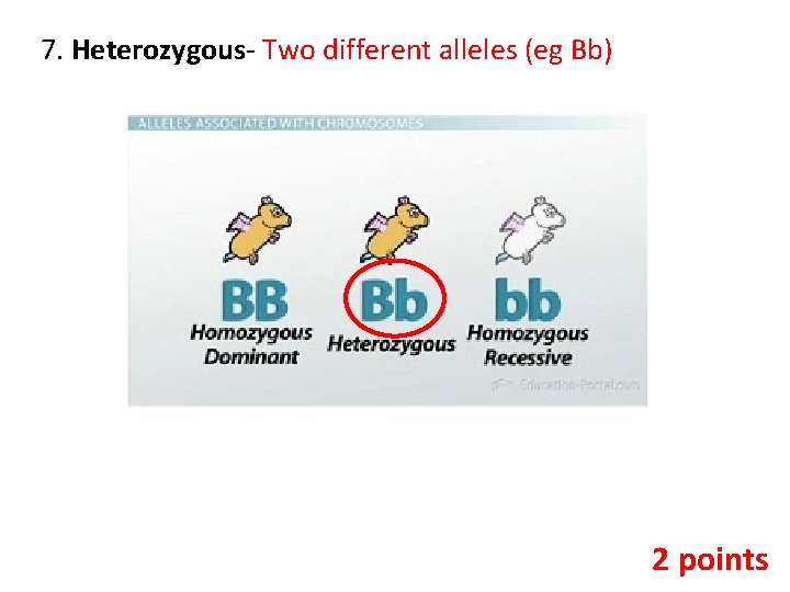 7. Heterozygous- Two different alleles (eg Bb) 2 points 