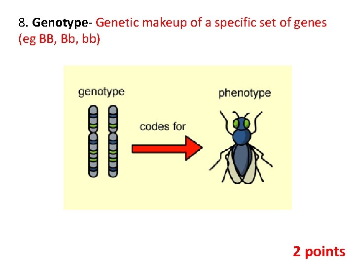 8. Genotype- Genetic makeup of a specific set of genes (eg BB, Bb, bb)