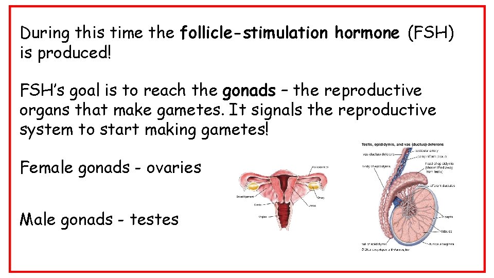 During this time the follicle-stimulation hormone (FSH) is produced! FSH’s goal is to reach