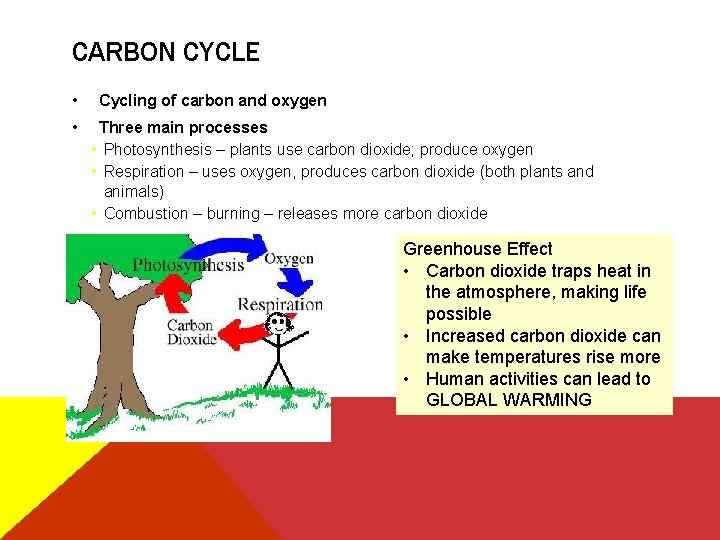 CARBON CYCLE • • Cycling of carbon and oxygen Three main processes • Photosynthesis