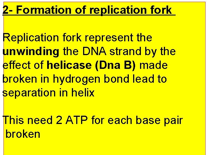 2 - Formation of replication fork Replication fork represent the unwinding the DNA strand