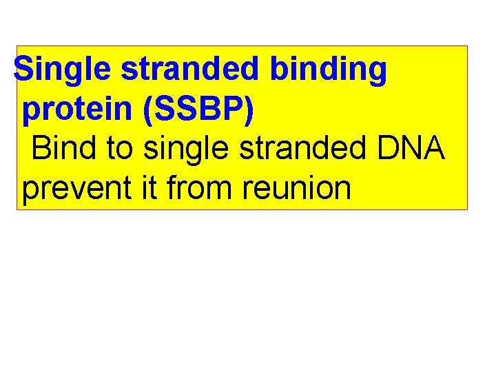 Single stranded binding protein (SSBP) Bind to single stranded DNA prevent it from reunion