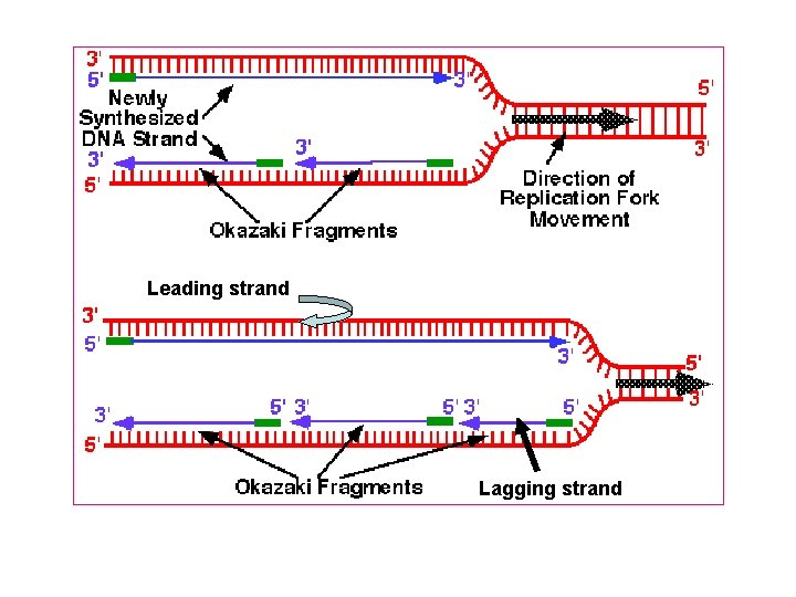 Leading strand Lagging strand 
