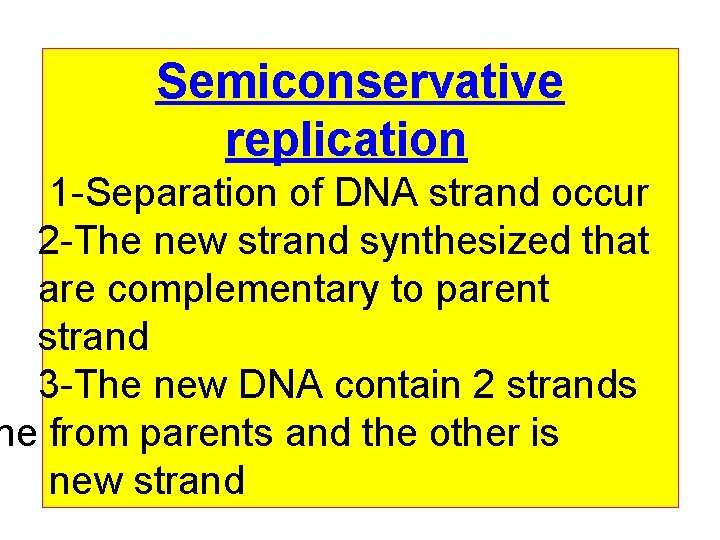 Semiconservative replication 1 -Separation of DNA strand occur 2 -The new strand synthesized that