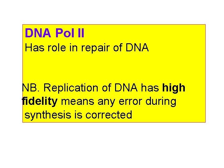 DNA Pol II Has role in repair of DNA NB. Replication of DNA has
