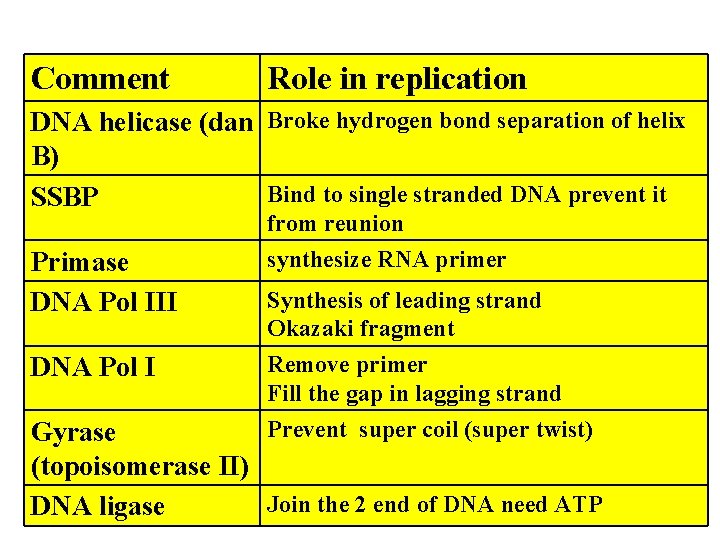 Comment Role in replication DNA helicase (dan Broke hydrogen bond separation of helix B)