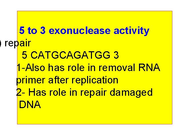 5 to 3 exonuclease activity ) repair 5 CATGCAGATGG 3 1 -Also has role