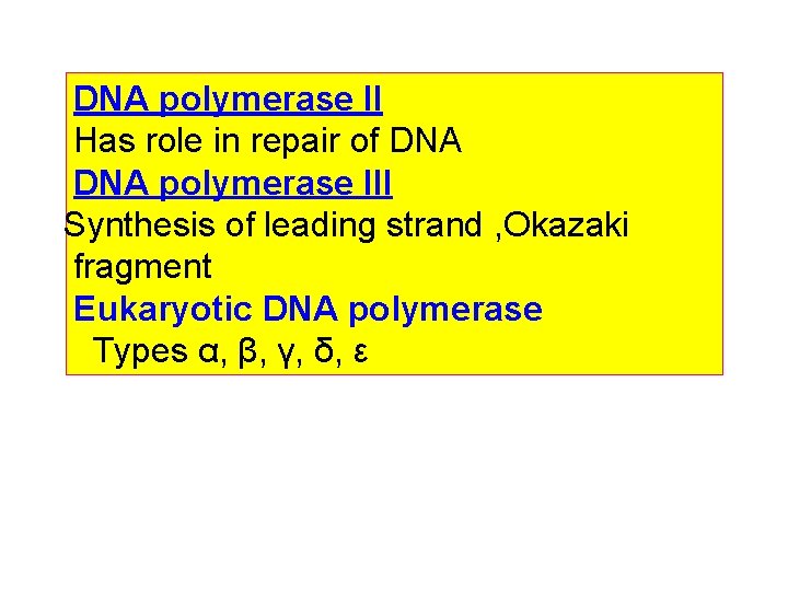 DNA polymerase II Has role in repair of DNA polymerase III Synthesis of leading