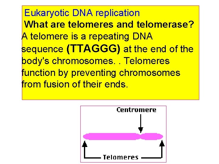 Eukaryotic DNA replication What are telomeres and telomerase? A telomere is a repeating DNA