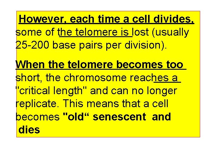 However, each time a cell divides, some of the telomere is lost (usually 25