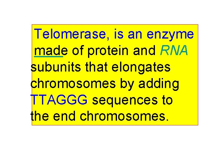 Telomerase, is an enzyme made of protein and RNA subunits that elongates chromosomes by
