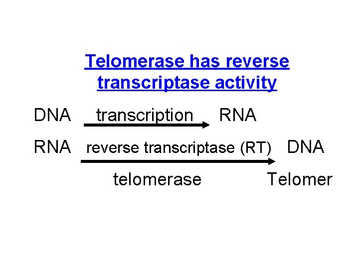 Telomerase has reverse transcriptase activity DNA transcription RNA reverse transcriptase (RT) DNA telomerase Telomer