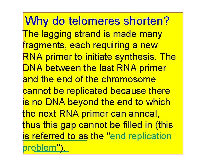 Why do telomeres shorten? The lagging strand is made many fragments, each requiring a