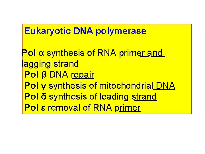 Eukaryotic DNA polymerase Pol α synthesis of RNA primer and lagging strand Pol β