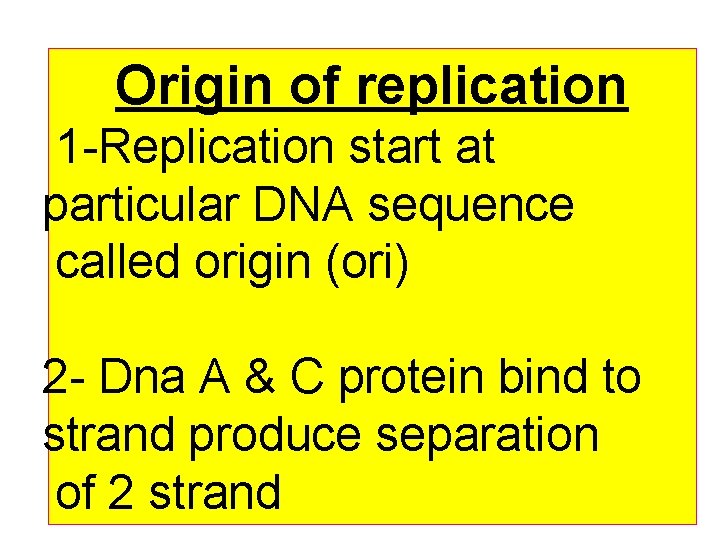 Origin of replication 1 -Replication start at particular DNA sequence called origin (ori) 2