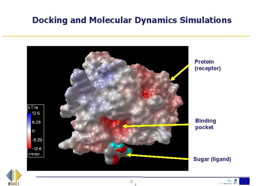 Docking and Molecular Dynamics Simulations Protein (receptor) Binding pocket Sugar (ligand) 2 