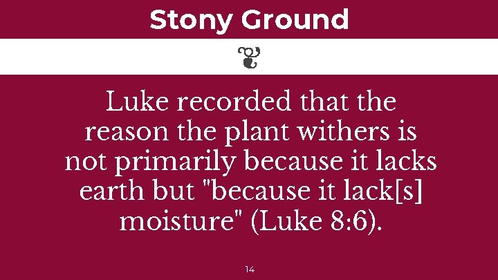 Stony Ground Luke recorded that the reason the plant withers is not primarily because