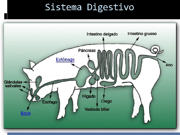 Sistema Digestivo 
