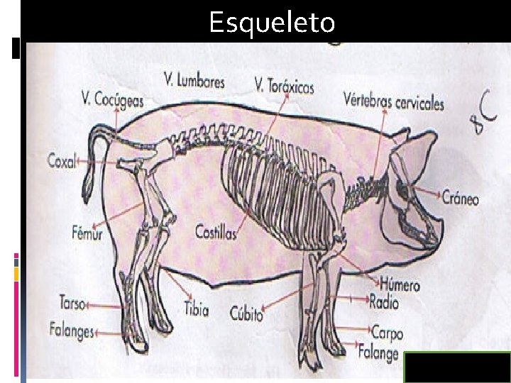 Esqueleto 